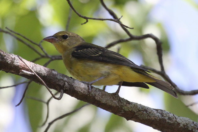 Scarlet Tanager